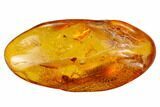 Fossil Spider (Araneae) in Baltic Amber #159844-1